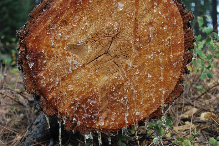 Tree Sap
